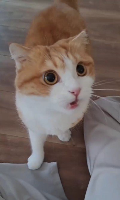 座っている猫