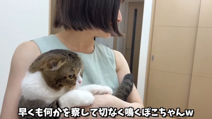 抱っこされる猫