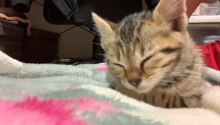 香箱座りの子猫1