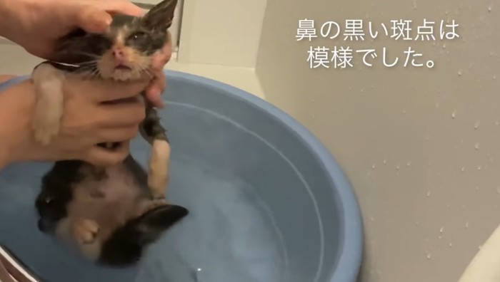 洗われて徐々に綺麗になっていく子猫