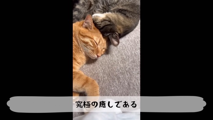 テロップ「究極の癒しである」