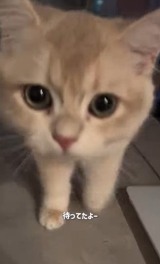 近づいてくる猫
