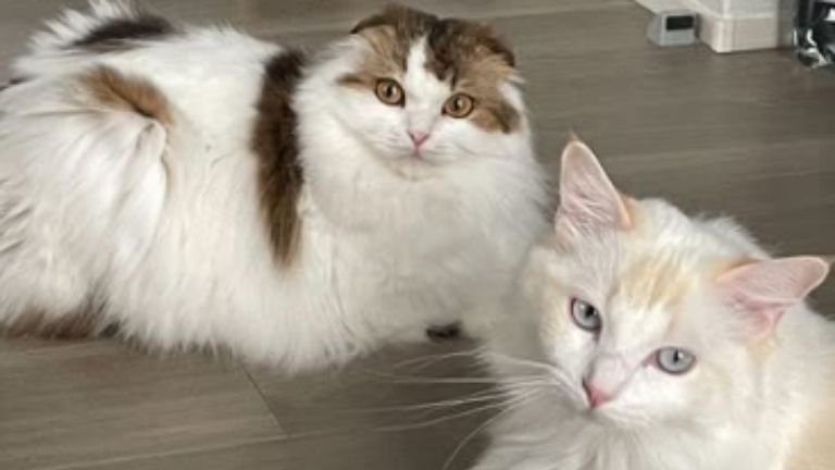 室内にいる猫たち