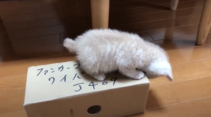 震えながら噛む猫