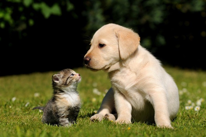 犬と子猫