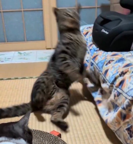 直立の体勢で後ろに倒れていくキジトラ猫