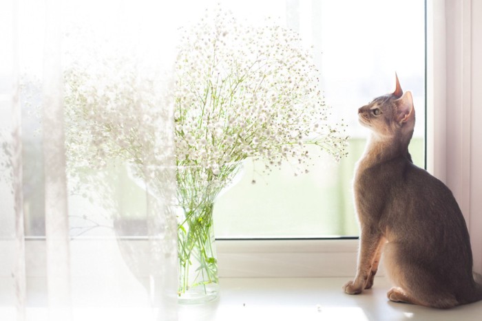 花瓶に入ったかすみ草を見つめる猫