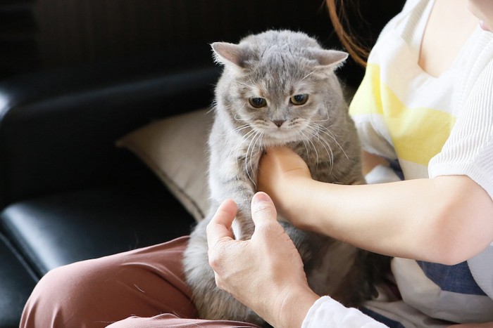 人に抱っこされて不服そうな猫