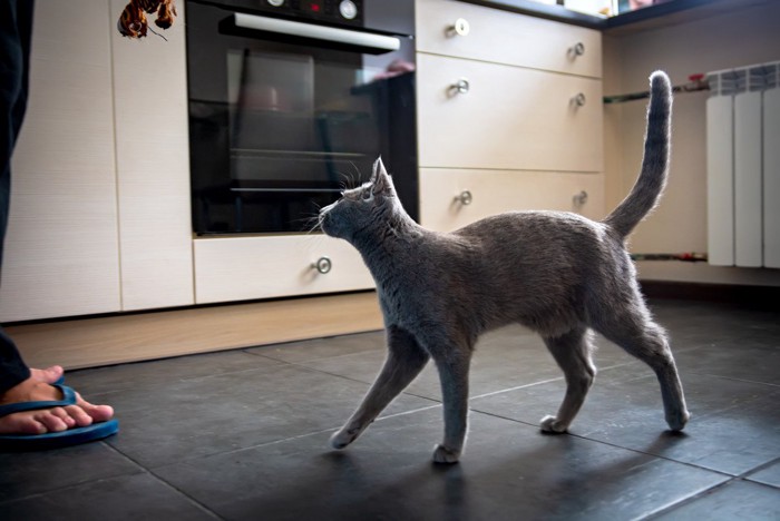 飼い主のあとをついてくる猫