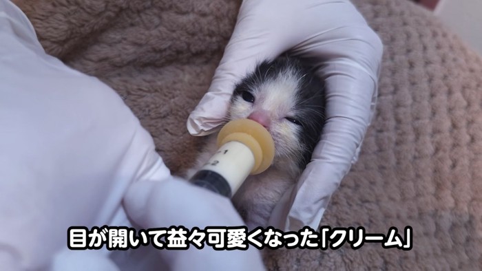 顔を押さえられミルクを飲む子猫