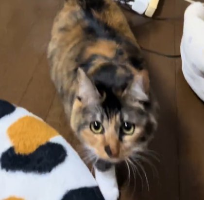 床を歩きながらカメラ目線の猫