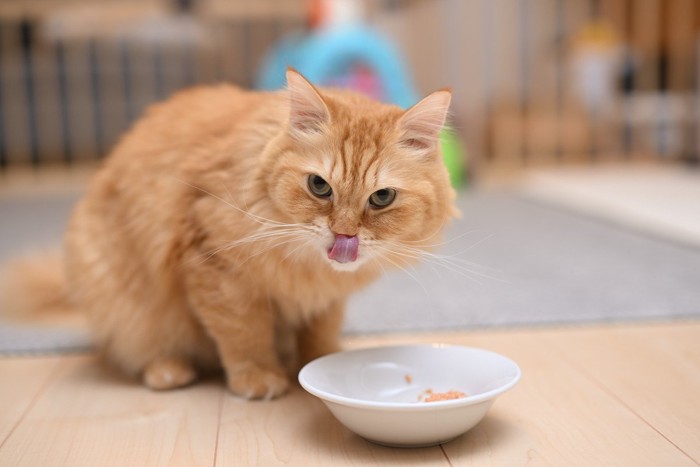 ごはんを食べる猫