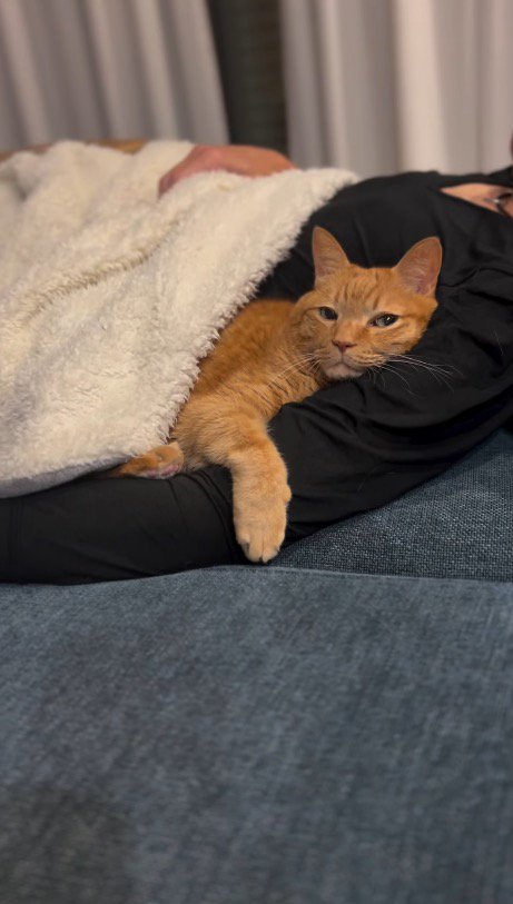 男性の腕に顔を乗せる猫