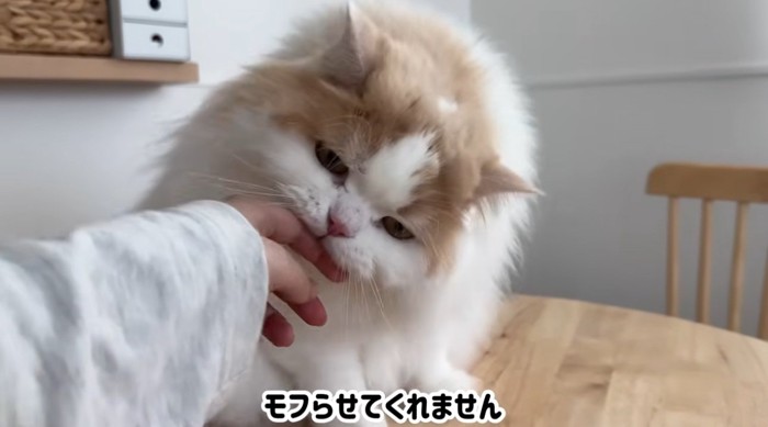 なでなでを拒否する猫