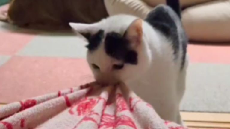 枕を運ぶ猫
