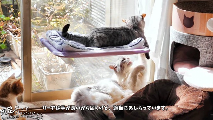 ハンモックに乗る猫と下のベッドにいる猫