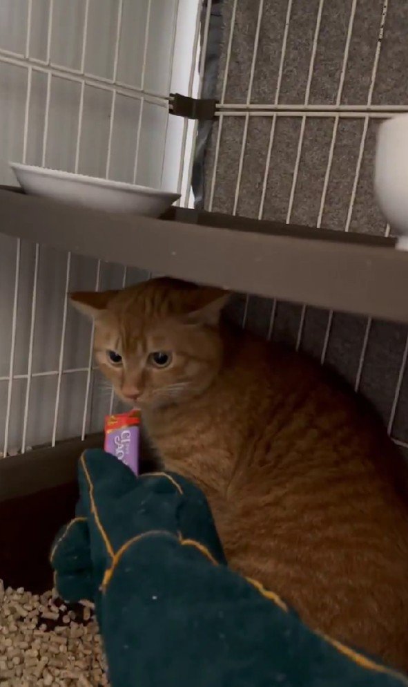 おやつを食べる猫