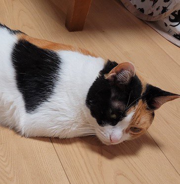 前足を腹の下に仕舞ってうつ伏せになる猫