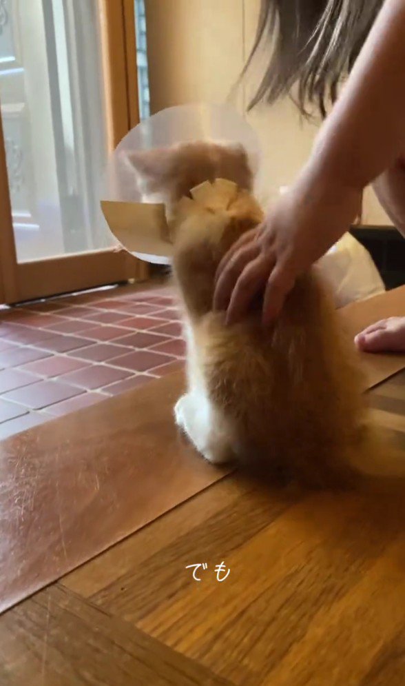 子猫の後ろ姿