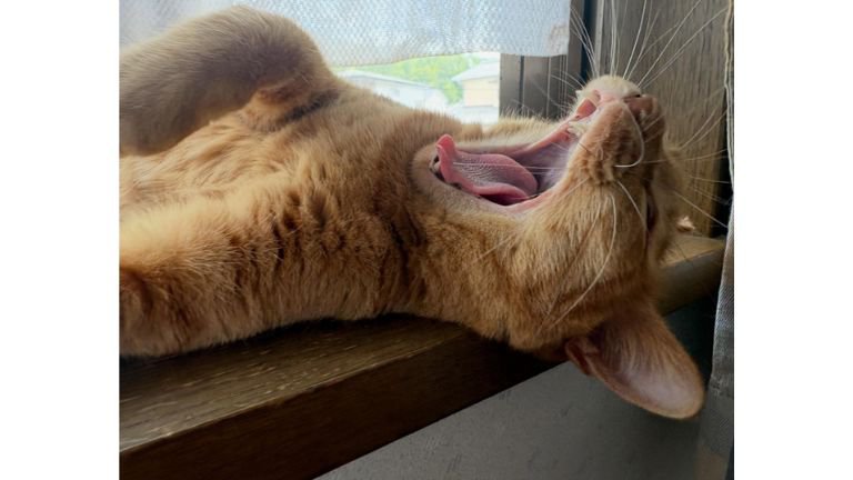 あくびしている猫