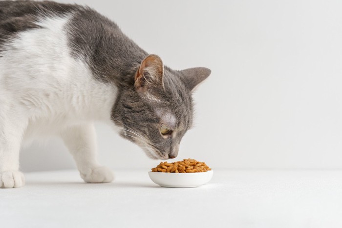 フードのにおいを嗅ぐ猫