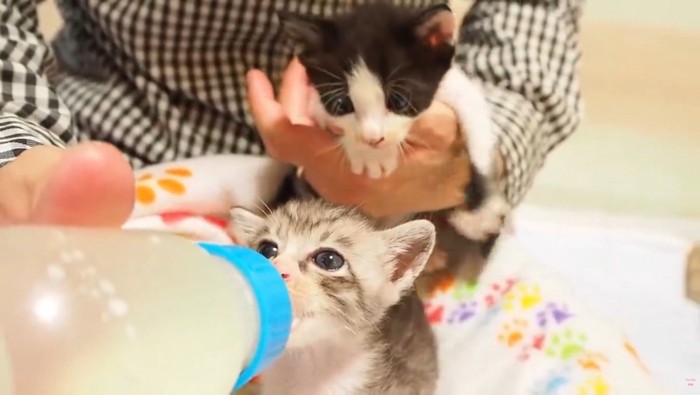 哺乳瓶でミルクを飲ませてもらう子猫