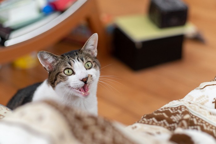 .飼い主を見つめて鳴く猫