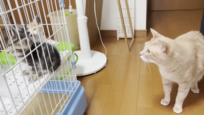 ウトウトする子猫たち