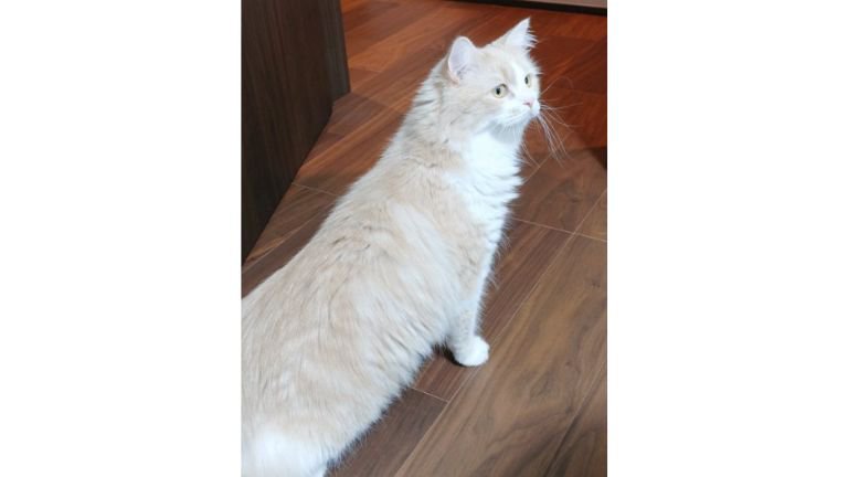 室内にいる猫