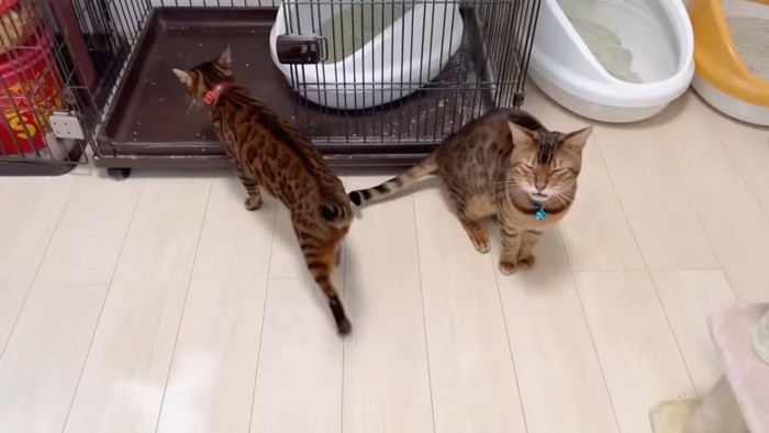 歩く猫と座る猫