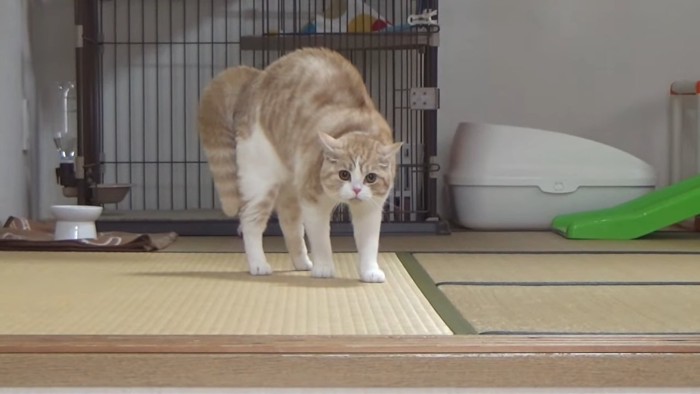 背中を丸くする猫