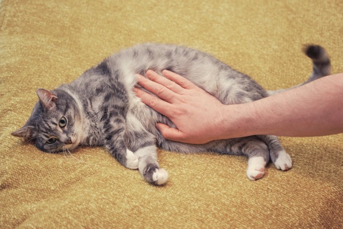 猫のお腹に手を添える男性