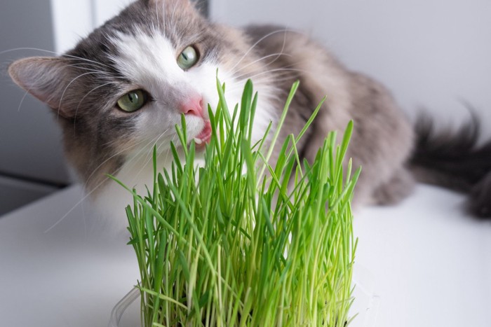 猫草を食べようとしている猫