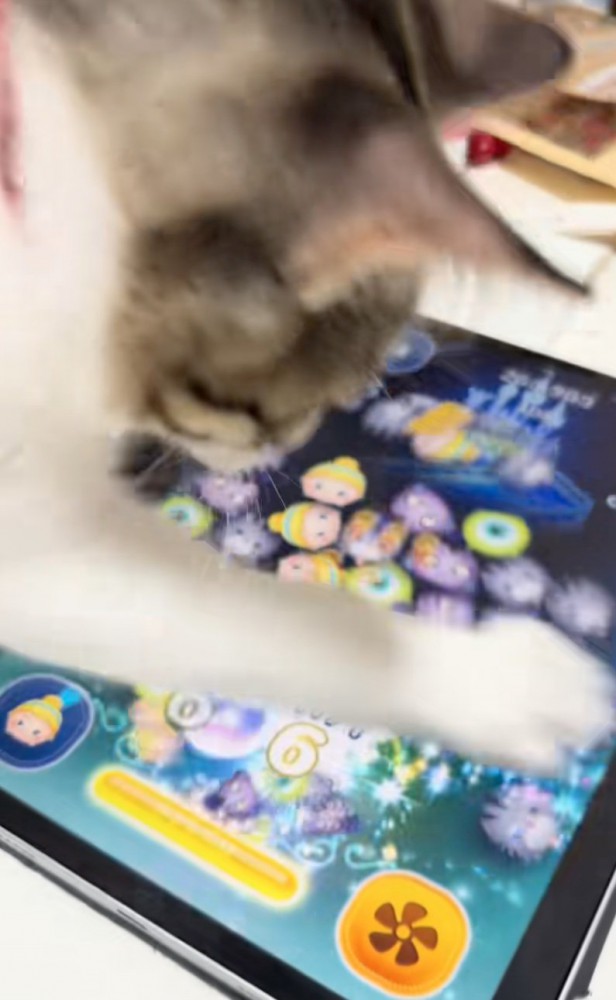 前足でタッチ