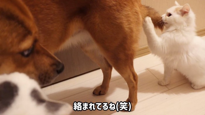 犬のしっぽをかじる子猫