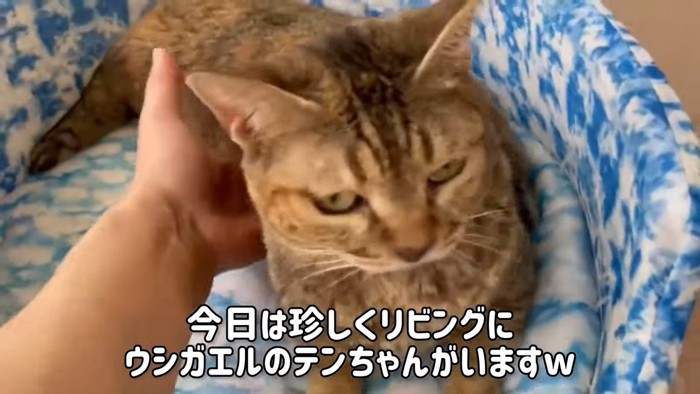 ベッドの中の猫を持ち上げようとする手