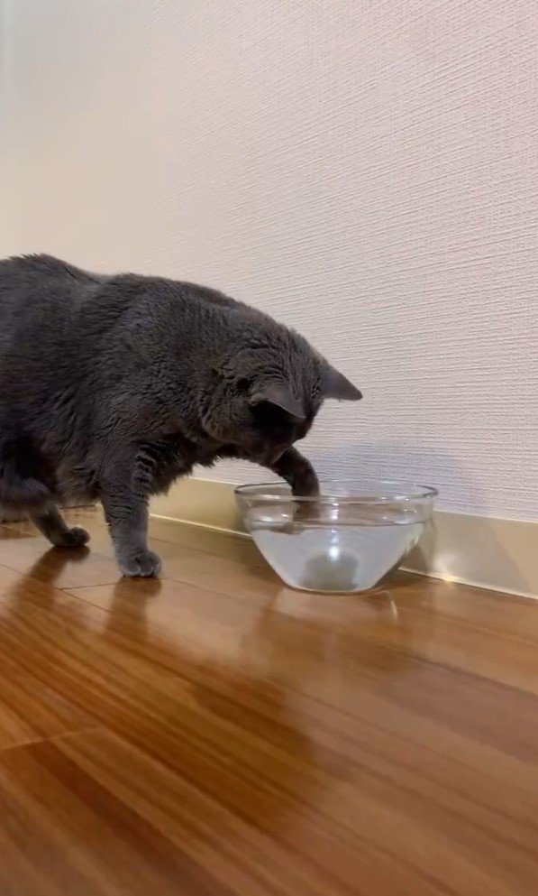 水の器に手を浸すひじきちゃん