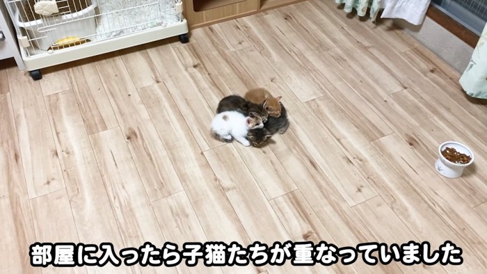 床で眠る4匹の子猫