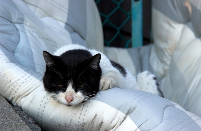 元気がなさそうな猫