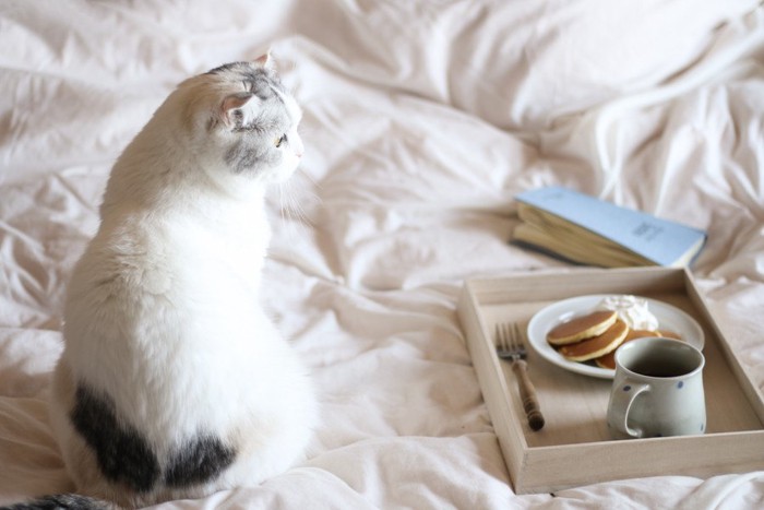 ホットケーキを見る猫