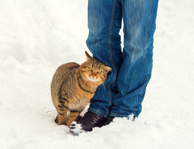 遊んでほしい猫