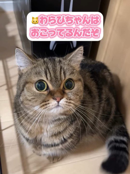 見上げて座る猫