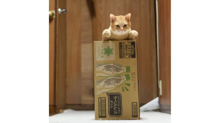 箱に入っている猫