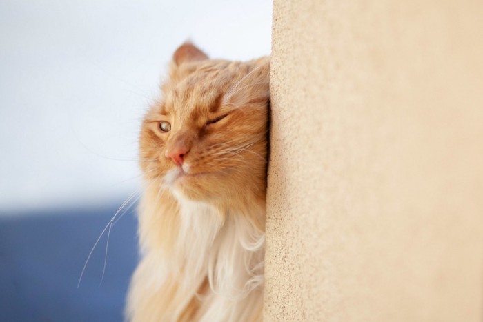 壁にスリスリする猫