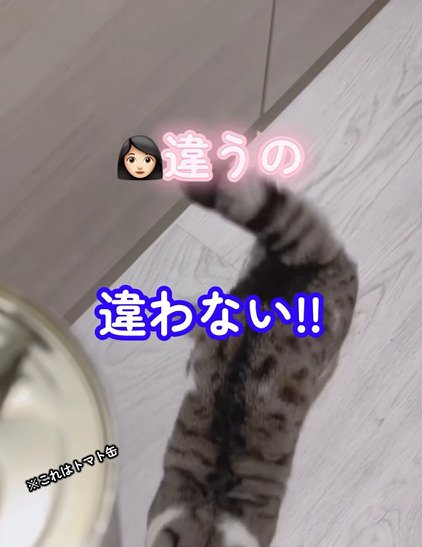 立ち去る猫