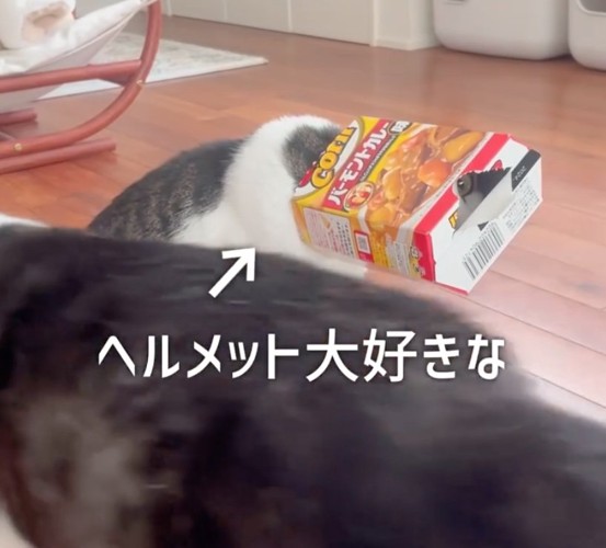 空き箱を被る猫