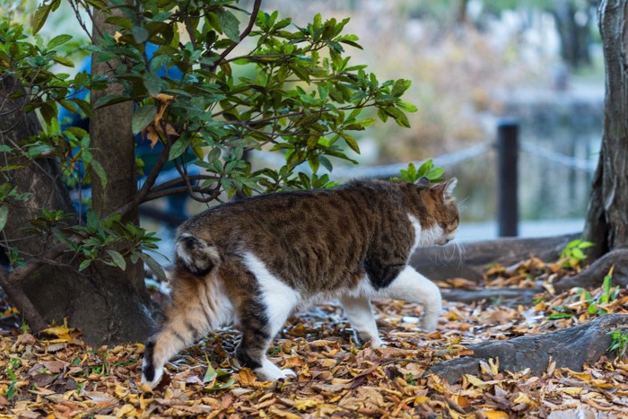 短尾の猫