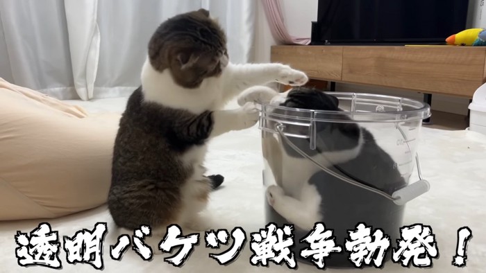 猫パンチする2匹の猫