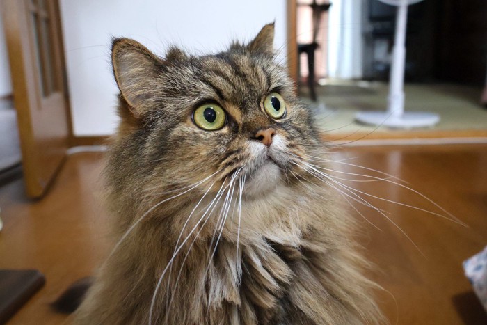 驚いているような猫