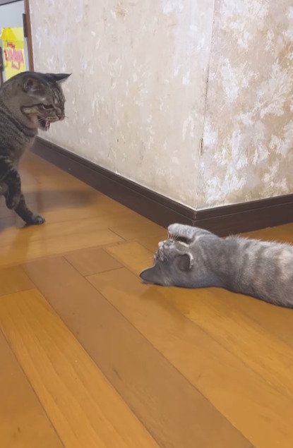 威嚇する猫と仰向けの子猫